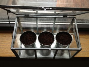 My first day at the new home , I planted an herb garden. Basil, Cilantro and Italian Parsley.