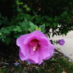 On a walk around the neighborhood I came across this gorgeous flower. All the plants have so much color here!