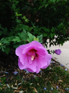 On a walk around the neighborhood I came across this gorgeous flower. All the plants have so much color here!
