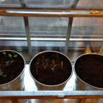 Week one of the herb garden. Slowly but surely!