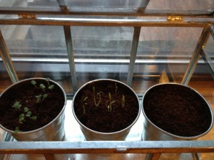 Week one of the herb garden. Slowly but surely!